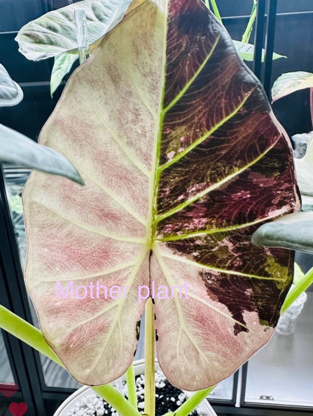 Variegated Alocasia Regal Shields Corm. USA Seller Etsy