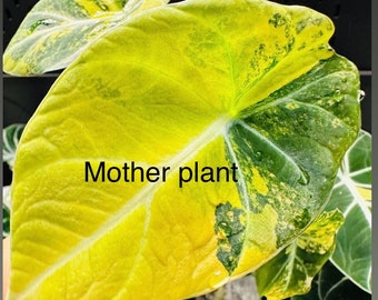 Variegated Alocasia gold velvet chonk sprouting chonk. Rooted. 2oz cup. USA seller.