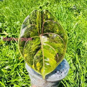 Variegated Alocasia Aurea Azlanii Chonk Sprouting. 2oz Cup . USA