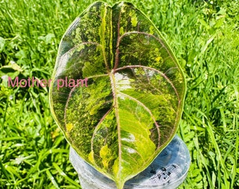 Bunte Alocasia Aurea Azlanii Chonk, sprießend. 2oz Tasse. USA Verkäufer. (Bitte lesen Sie die Beschreibung und die Richtlinien)