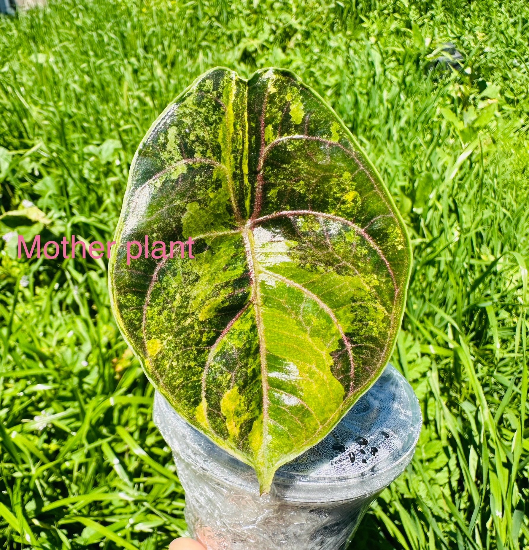 Variegated Alocasia Aurea Azlanii Chonk Sprouting. 2oz Cup . USA