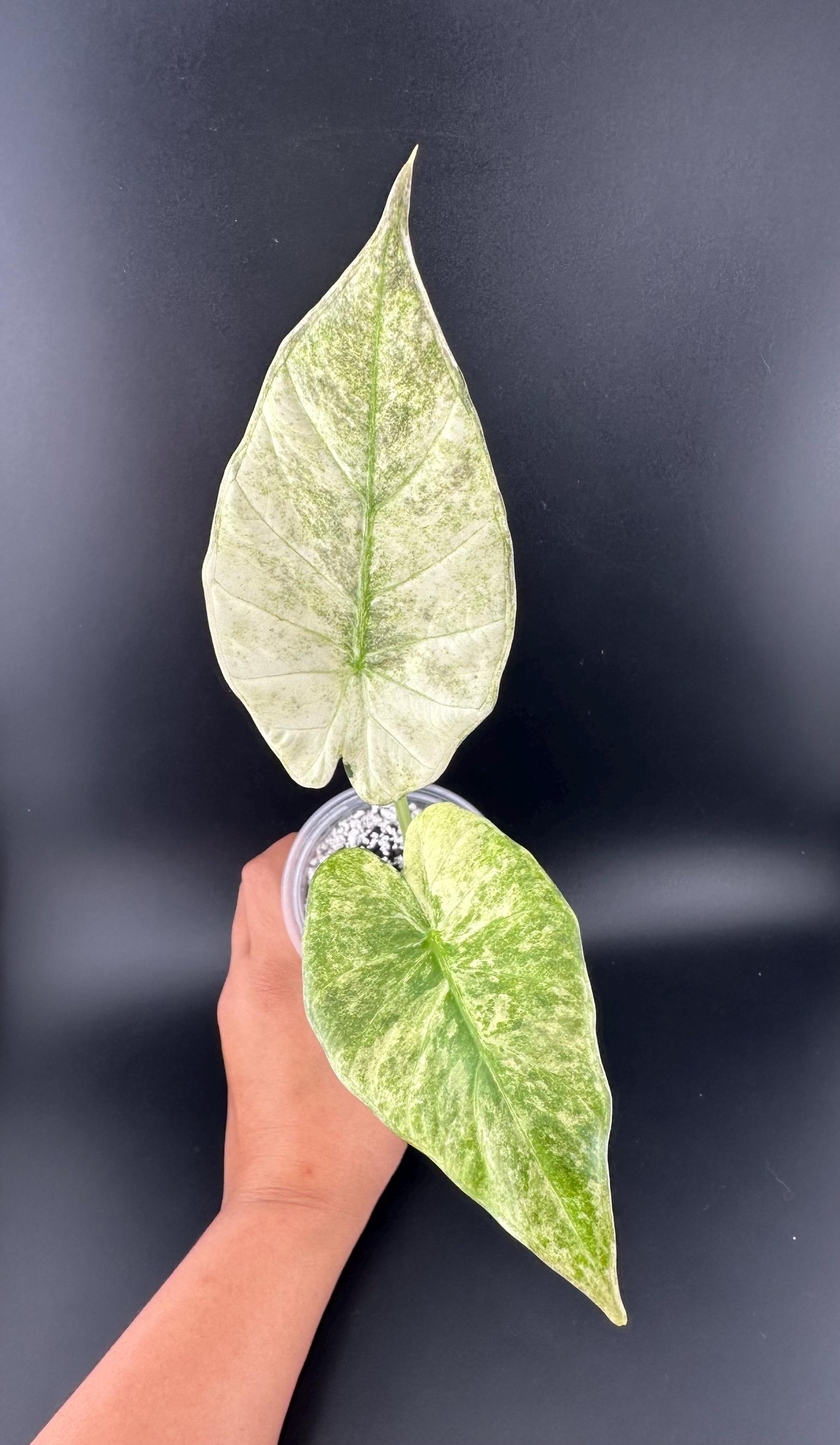 極上 アロカシア メロ アルボ アロカシア メロ アルボ│Alocasia melo 'Albo' Var.│観葉植物