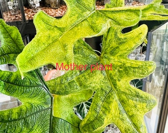 variegated alocasia jacklyn corm . 2oz cup. USA seller.