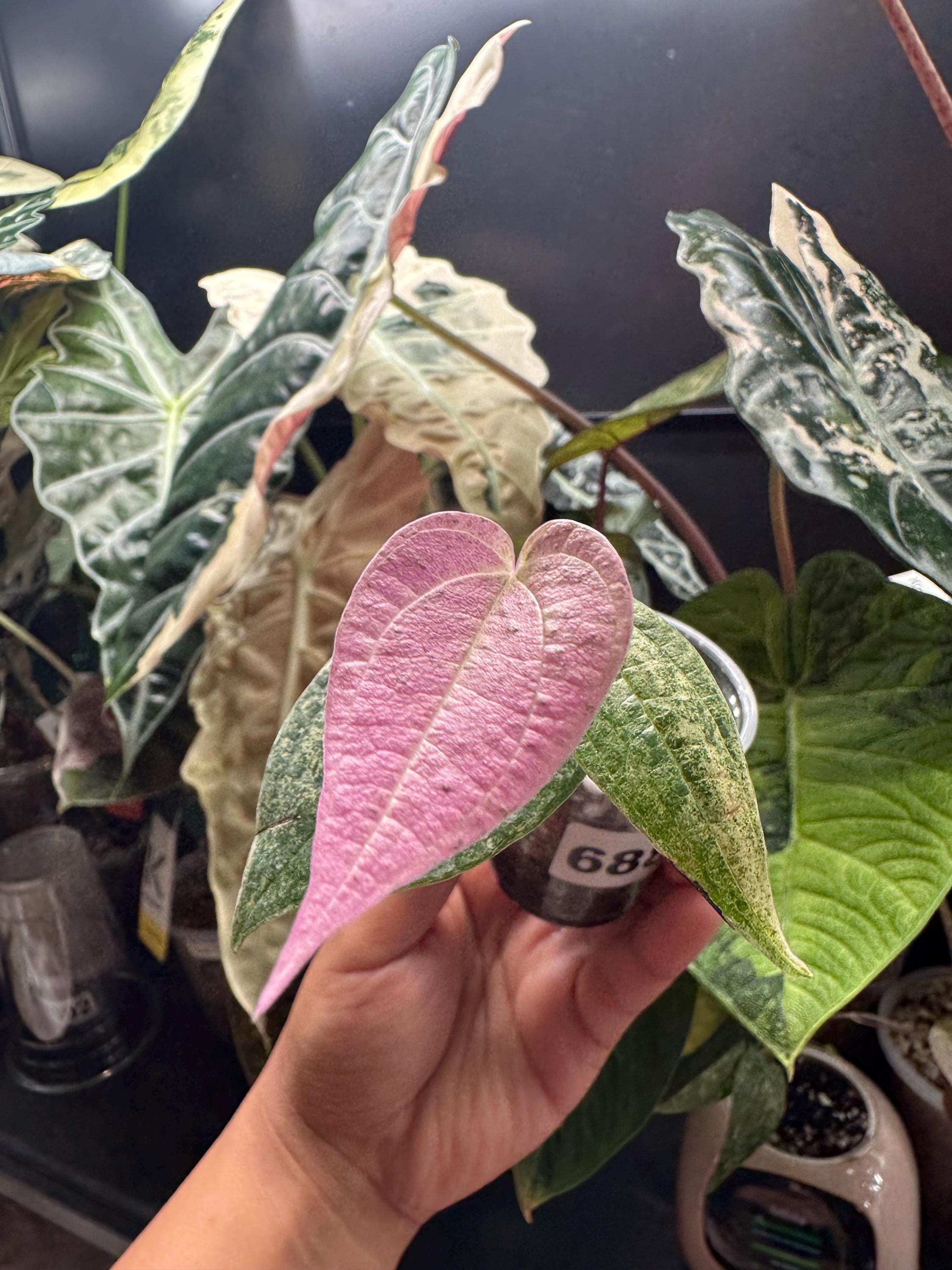 希少　Dioscorea pixel variegated 6887 Variegated Dioscorea Pink/mint Pixel Pup - Etsy
