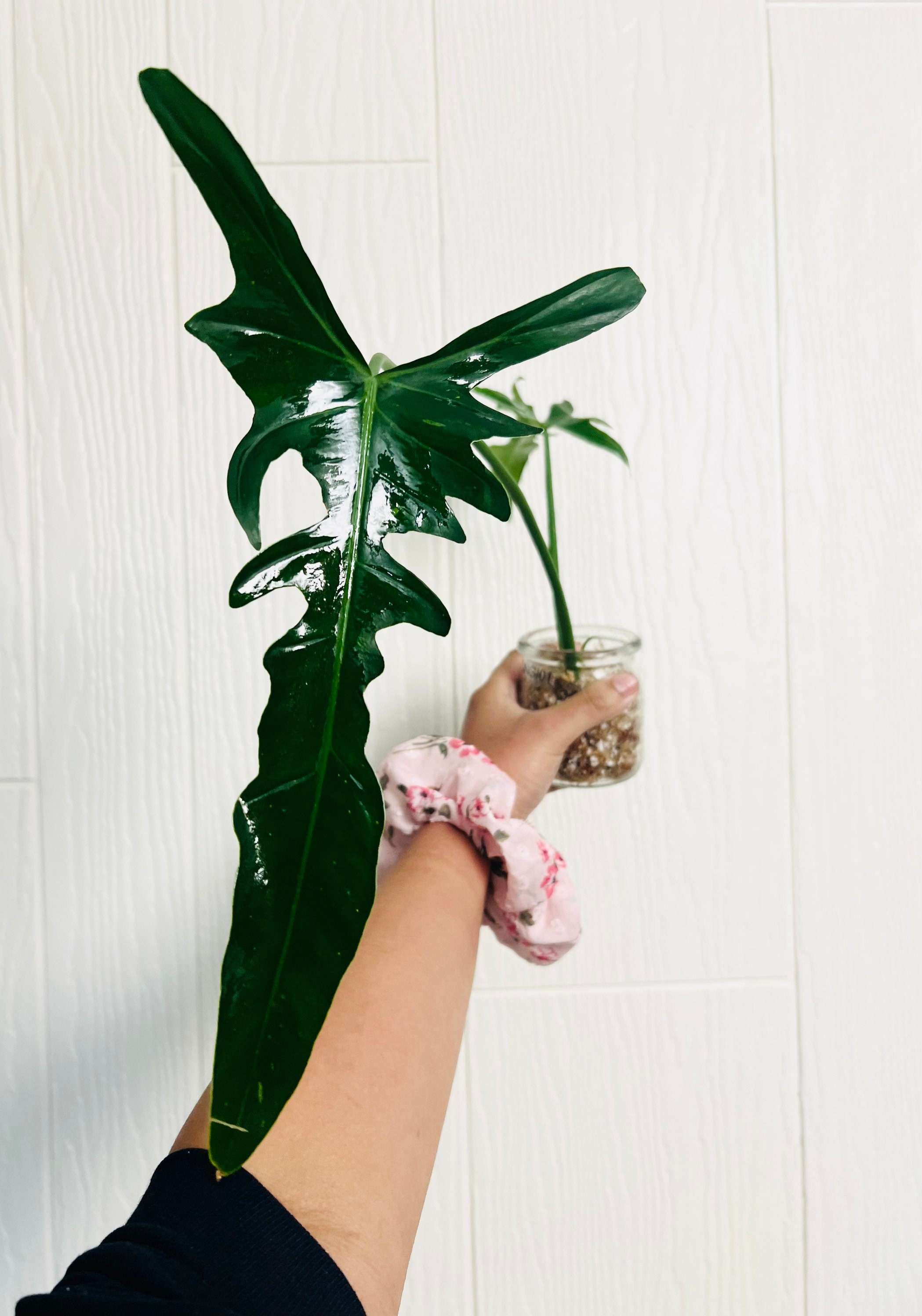 フィロデンドロン ロンギロバトム レラノミヤノ Philodendron