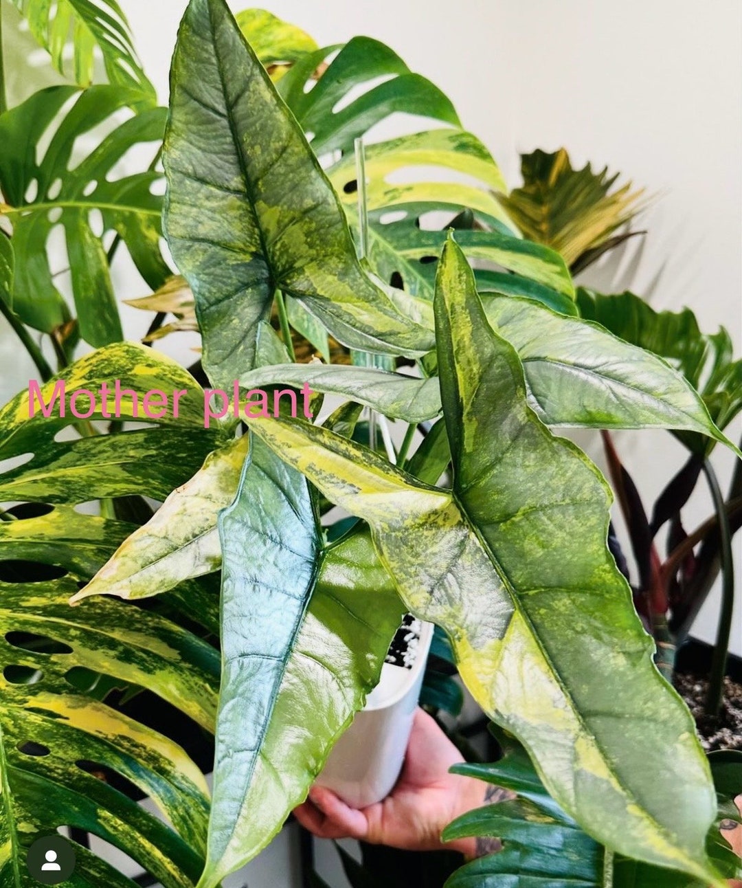 Variegated Alocasia Dragons Breath Corm 2oz Cup USA Seller Etsy