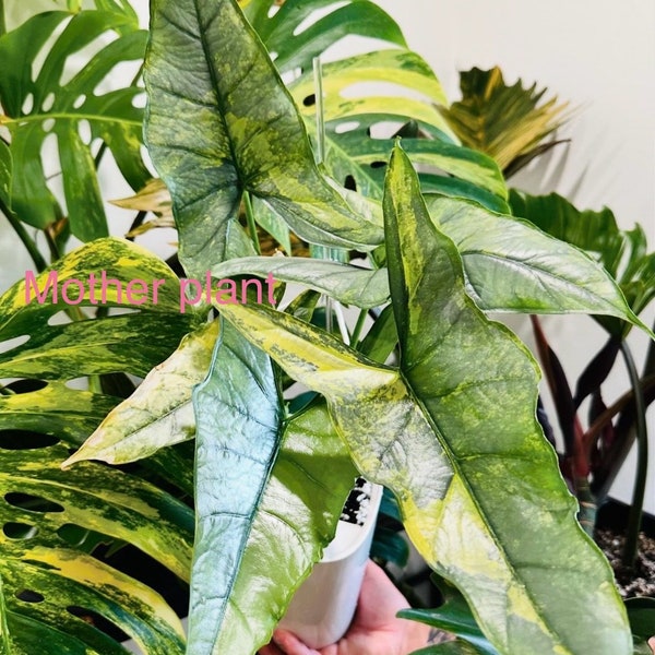 Variegated Alocasia dragons breath Chonk. Rooting. Active growth point . 2oz cup. USA seller
