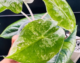 Variegated Alocasia Albo Nairobi starter plant. High variegation .2oz cup. USA seller