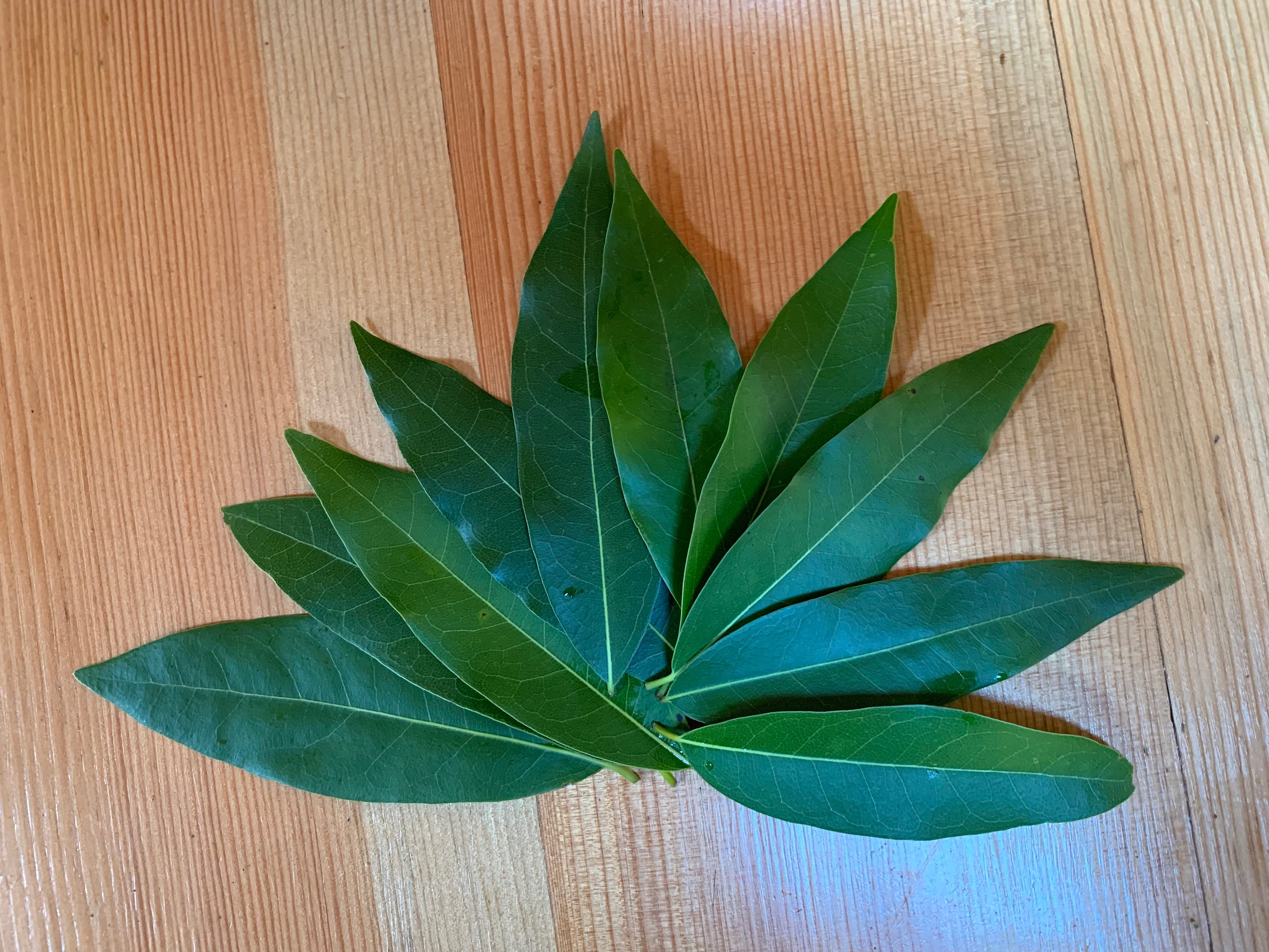 Fresh California Bay Leaves Umbellularia californica Etsy