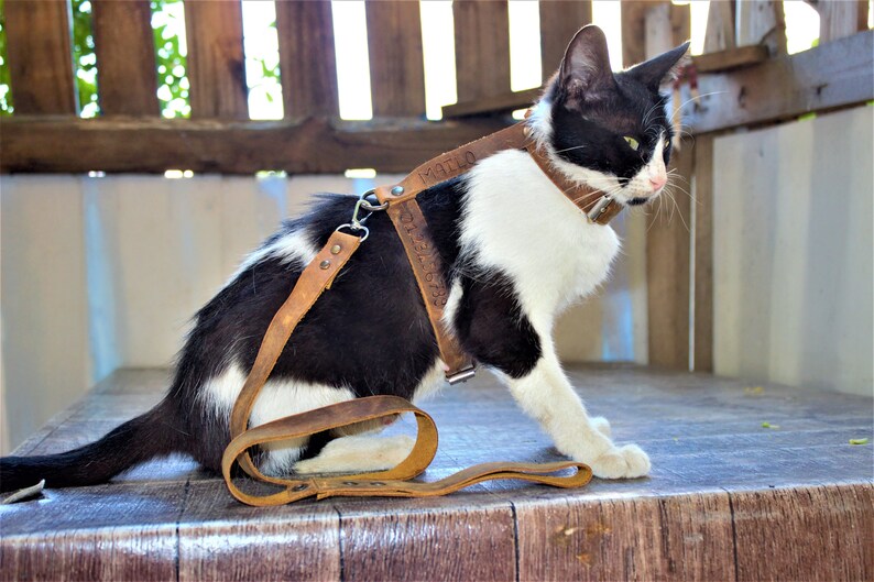 custom cat harness