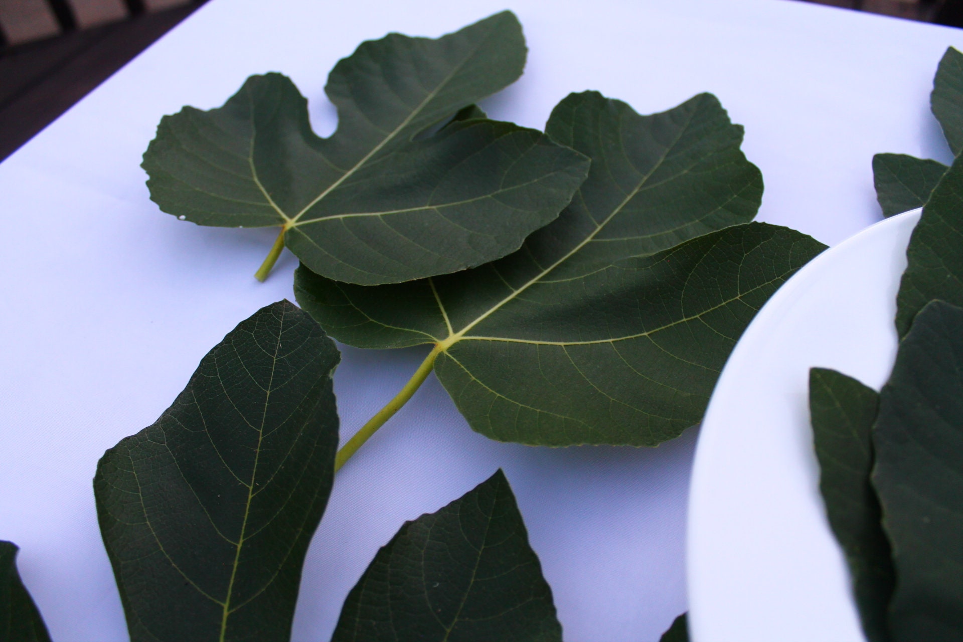 Dried fig leaves organic 1 oz Etsy