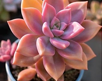 Kalifornien Sonnenuntergang Sukkulente | Pink Beauty Graptosedum | Gratopetalum | Pflegeleicht Sukkulenten | Pflanze Trockenheit | Sukkulenten Vermehrung