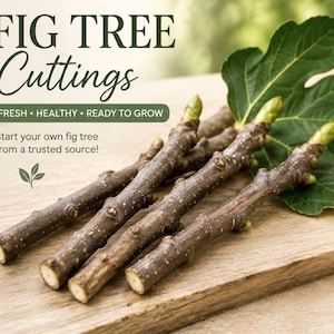 Italian 258 fig cutting - Etsy 日本