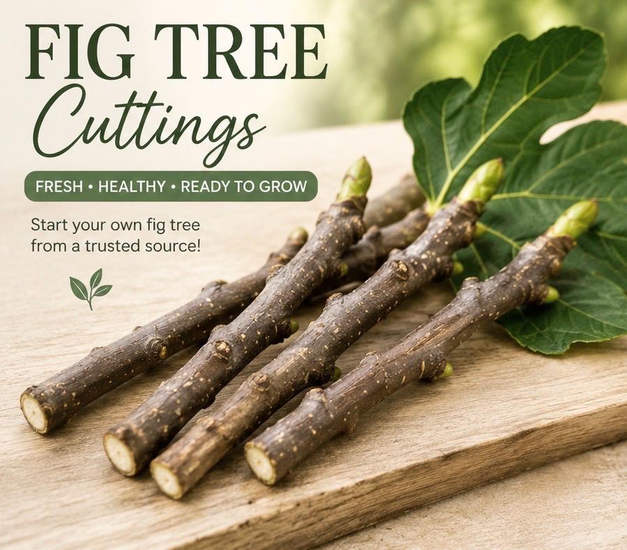 Italian 258 fig cutting - Etsy 日本