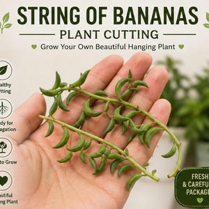 May include: Close-up of a hand holding String of Bananas plant cuttings. The image shows green, banana-shaped plant cuttings. Text on the image reads "String of Bananas Plant Cutting" and "Grow Your Own Beautiful Hanging Plant."
