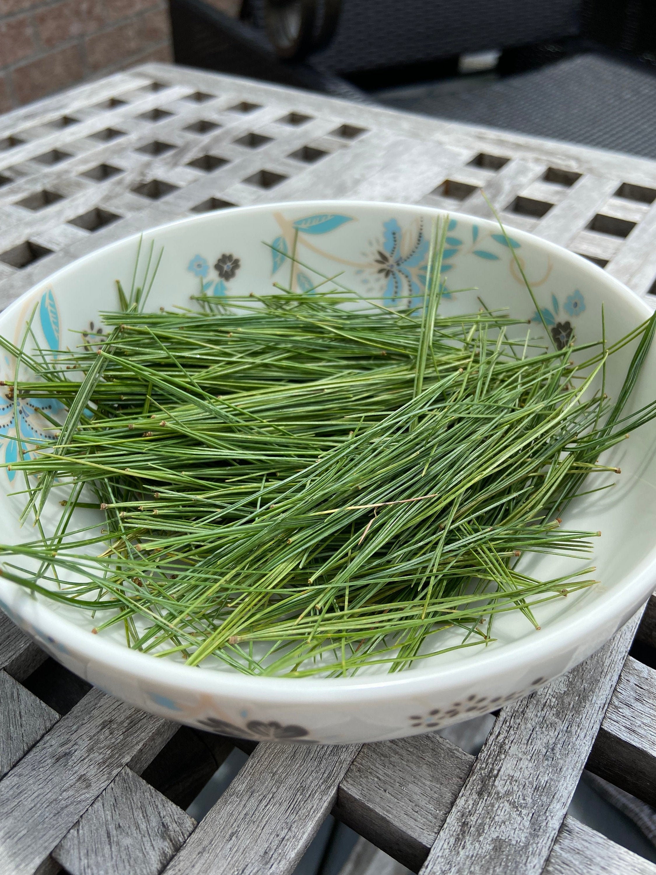 Eastern White Pine White Pine Pine Needles Pine Needle Tea Etsy