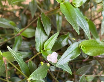 Bridal Veil Plant Etsy