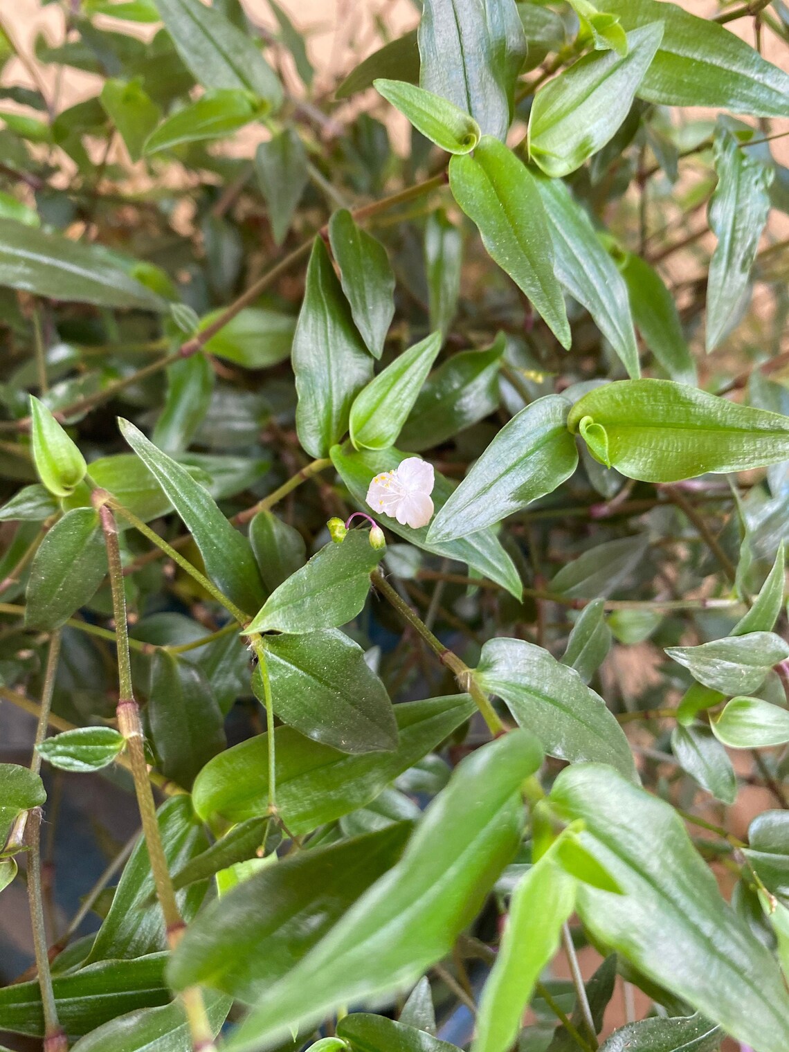 ROOTED Gibasis pellucida Tahitian Bridal Veil ROOTED Etsy