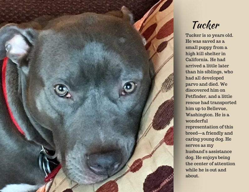 Pit Bull Rescue Calendar 2024 pitbullary Etsy