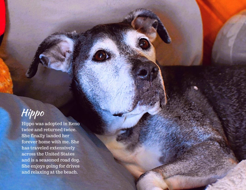 Pit Bull Rescue Calendar 2024 pitbullary Etsy