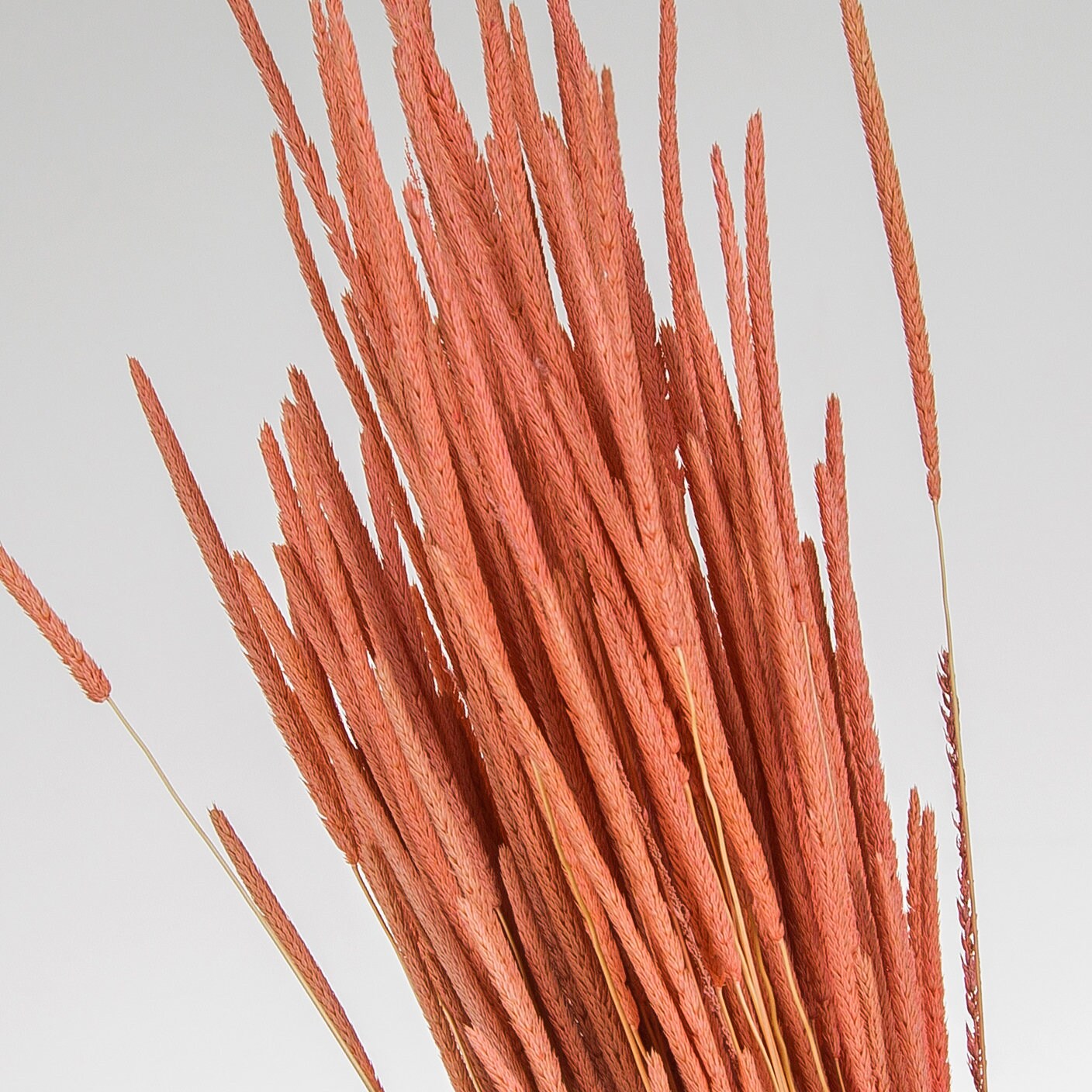 A Bunch of Orange Preserved Natural Flowers Dried Flower Etsy