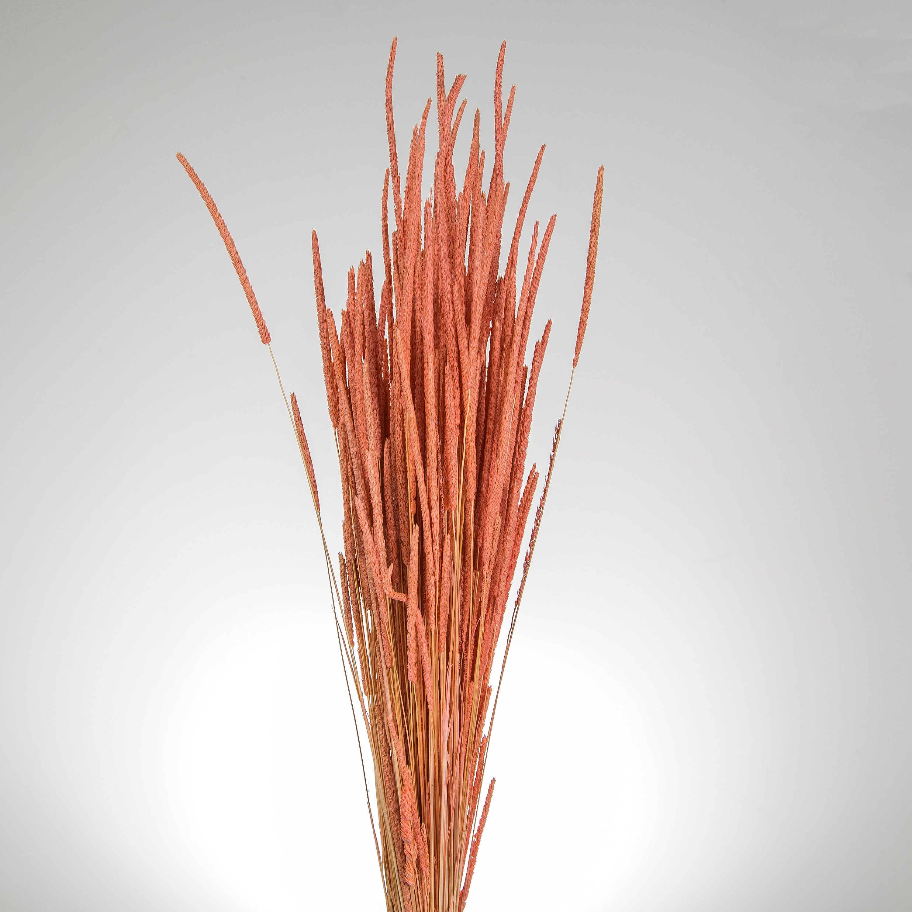 A Bunch of Orange Preserved Natural Flowers Dried Flower Etsy