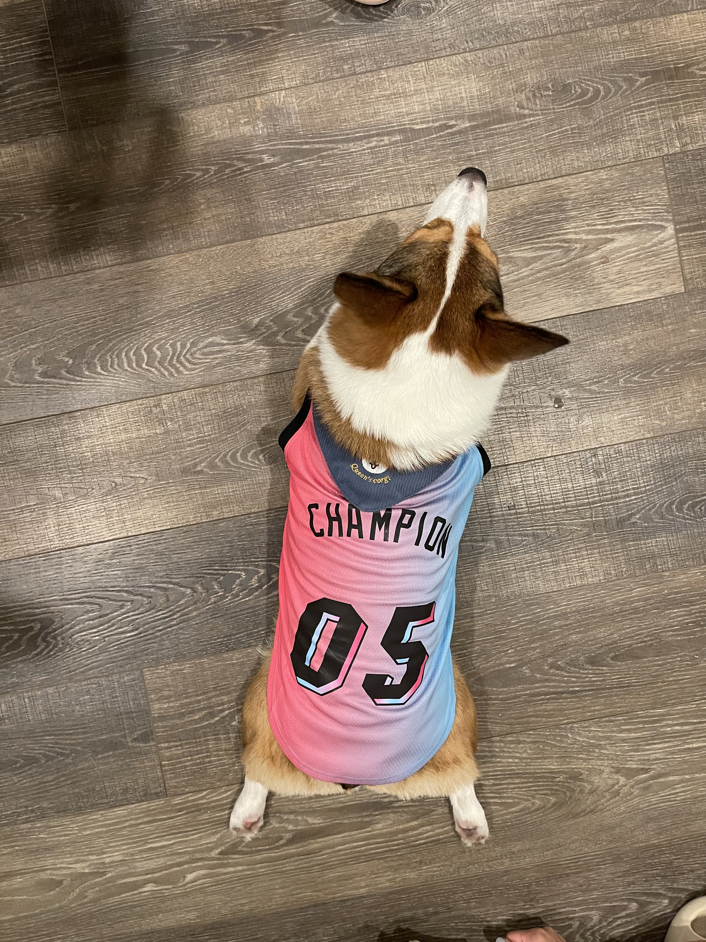 lebron james dog jersey