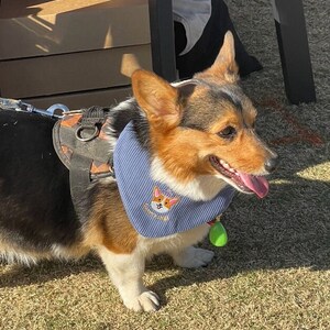以下が含まれることがあります： 青いストライプのバンダナをつけた三毛のコーギー犬。バンダナにはコーギーのイラストと緑色のタグが付いています。犬は黒とオレンジ色のハーネスを着用しており、草の生えた場所にいます。