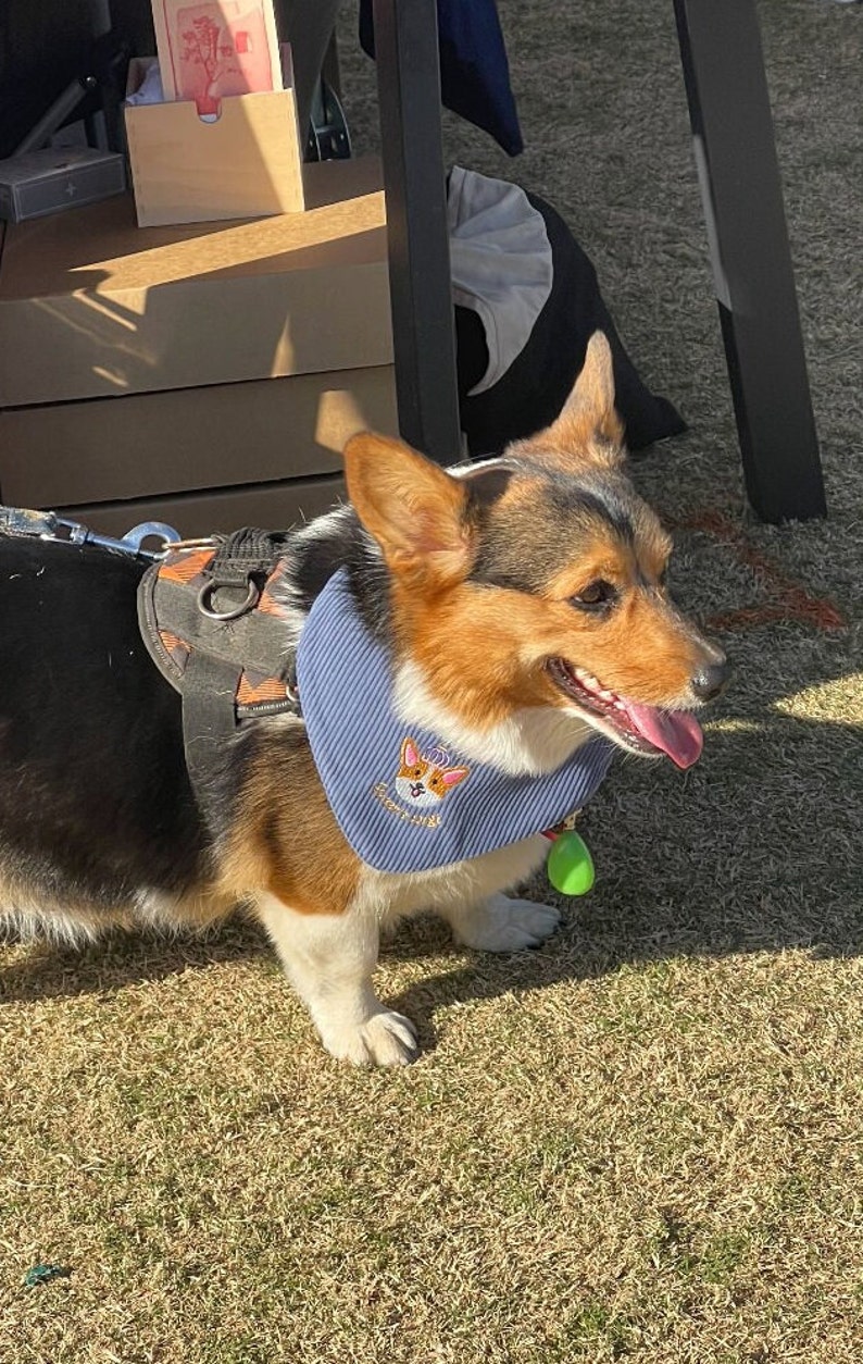以下が含まれることがあります： 青いストライプのバンダナをつけた三毛のコーギー犬。バンダナにはコーギーのイラストと緑色のタグが付いています。犬は黒とオレンジ色のハーネスを着用しており、草の生えた場所にいます。