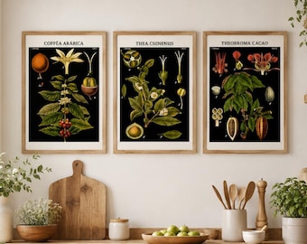 Botanical Coffee Tea Cocoa Poster Set, Vintage Plant Illustration Print Set of 3, Antique Kitchen Wall Art Triptych