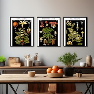 Set di 3 poster botanici, stampe vintage di caffè, cacao e tè, decorazioni da parete per la cucina, illustrazioni di piante antiche, regalo per gli amanti della natura