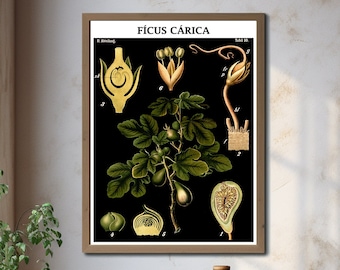 Fig Tree Poster Ficus Botanical Illustration Ficus Educational Chart Home Wall Decor Vintage Ficus Kitchen Print