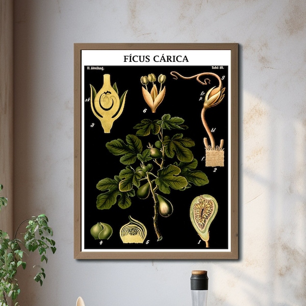 Fig Tree Poster Ficus Botanical Illustration Ficus Educational Chart Home Wall Decor Vintage Ficus Kitchen Print