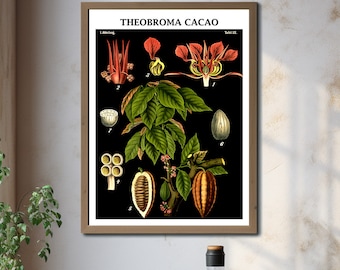 Lámina botánica de Theobroma Cacao, póster vintage del árbol del chocolate, ilustración científica antigua de plantas, decoración de pared para la cocina.
