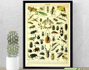 Vintage Insect Art Specimen Bathroom Wall Art Entomologist Gift Bug Print 1900 Antique Monarch Butterfly Print Bug Art Insect Print Vintage Insect Art Specimen Bathroom Wall Art Entomologist Gift Bug Print 1900 Antique Monarch Butterfly Print Bug Art Insect Print