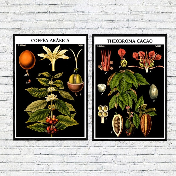 Botanical Posters Set Of 2 Vintage Coffee Tree Print Cocoa Tree Poster Kitchen Prints Botanical Illustrations Set Educational Wall Charts