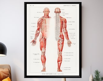 Póster de anatomía, impresión del sistema nervioso humano, ilustración médica vintage, arte mural para clínica.