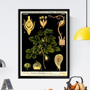 Vintage Feigenbaum Illustration Poster, Ficus Carica Illustration, Kinder Illustration, Illustration Illustration, Kinder Illustration