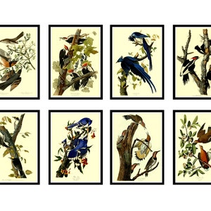 Birds of America Prints Set of 8 Vintage Bird Posters John James Audubon Art Antique 1800s Bird Illustrations Classic Nature Wall Decor