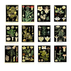 Set di 12 cartoline botaniche vintage, illustrazioni di piante antiche, cartoline floreali retrò, set di stampe botaniche per l'arredamento della casa, idea regalo