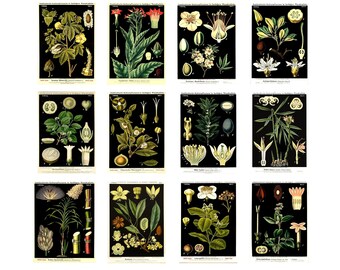 Juego de 12 postales botánicas vintage, impresiones de ilustraciones de plantas antiguas, colección de arte floral retro