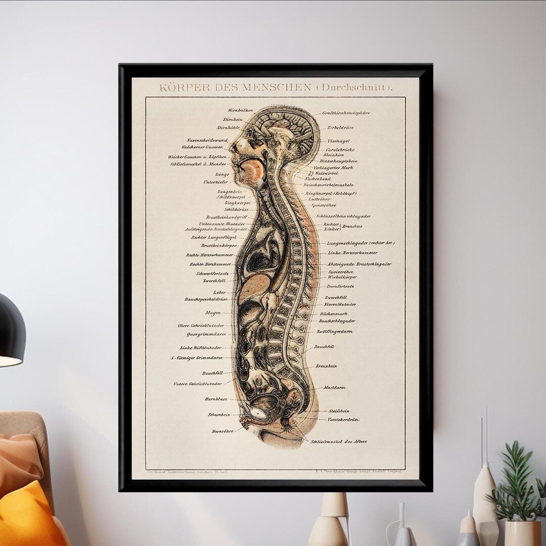 Vintage Anatomy Poster Human Body Chart Medical Illustration Anatomical ...