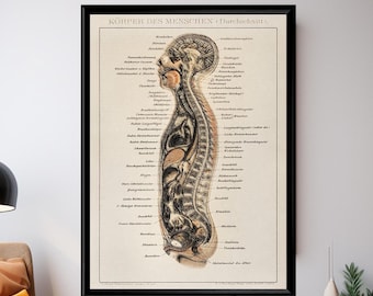 Póster de anatomía vintage, gráfico del cuerpo humano, ilustración médica, arte mural anatómico