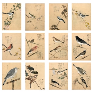 枝に止まるかわいい鳥の絵が描かれたポストカード 12 枚セット、1836 年の小鳥類象によるビンテージ鳥イラスト、アンティーク日本版画、ギフトのアイデア