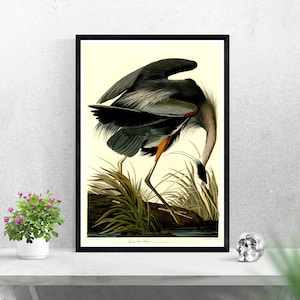 Vintage poster blauwe reiger, print Birds of America, antieke John James Audubon-kunst, natuurmuurdecor, vogelillustratie voor thuis