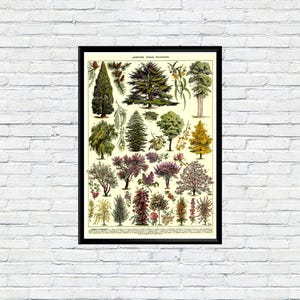 Adolphe Millot Botanical Poster Vintage Trees and Shrubs Educational Wall Art Nature Illustration Print Classic Home Office Garden Decor