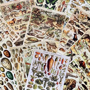 Vintage Botanical Postcards, French Natural History Prints, Antique Illustration Set of 16, Retro Nature Art, Collectible Gift Idea