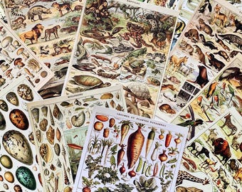 Juego de 16 postales botánicas vintage, láminas de historia natural francesa, ilustraciones efímeras de plantas antiguas