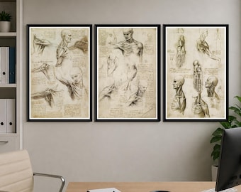 Leonardo Da Vinci Anatomy Prints, Set of 3 Vintage Medical Wall Art Posters
