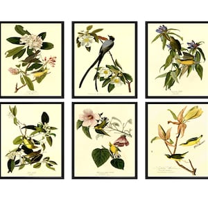 Set of 6 Vintage Bird and Flower Prints, John James Audubon Bird Art Posters, Botanical Wall Art, Antique Birds of America Prints for Home